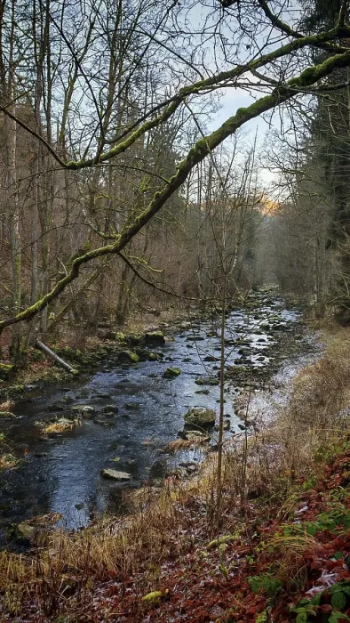 Framed Print : A stream flows through a forest with autumn leaves on the ground