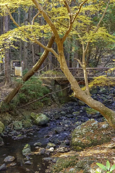 Framed Print : Stream in forest with trees bearing yellow autumn leaves
