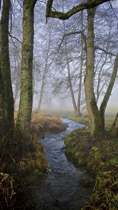 Framed Print : A stream snakes through foggy, bare forest
