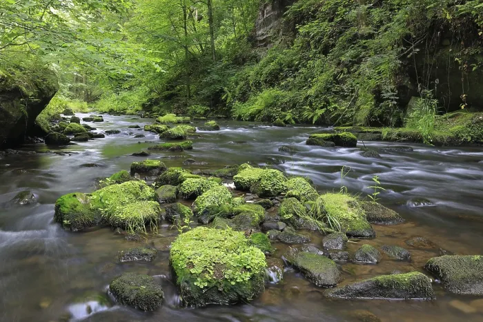 Framed Print : Stream, water, mixed forest, Liebethaler Grund