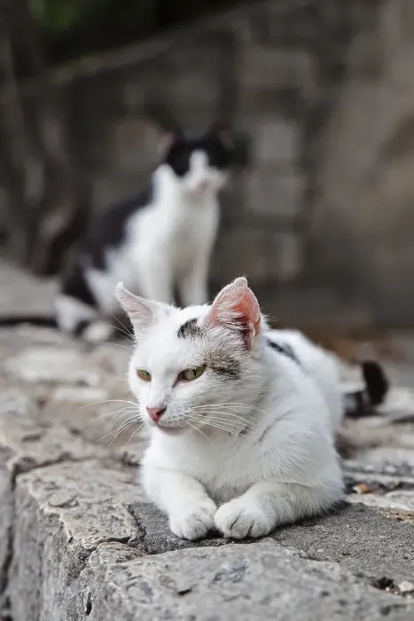 Framed Print : Street cat, Split, Istria, Croatia, Europe