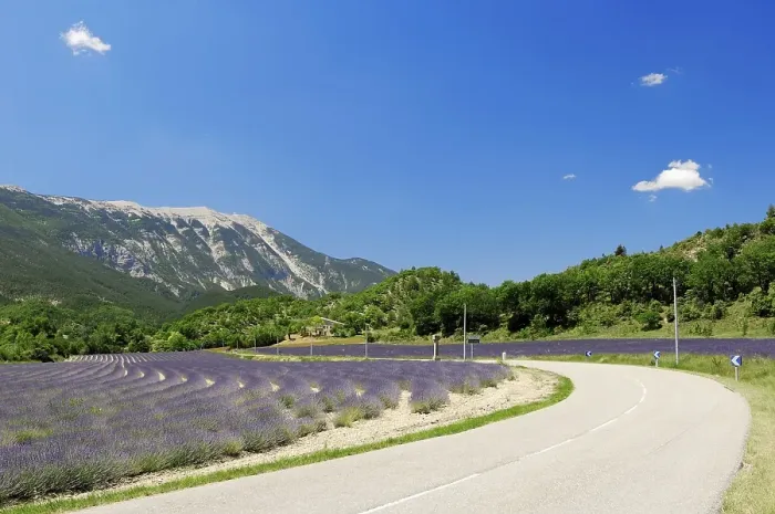 Framed Print : Street and a field of Lavender (Lavandula angustifolia) in front of Mont Ventoux
