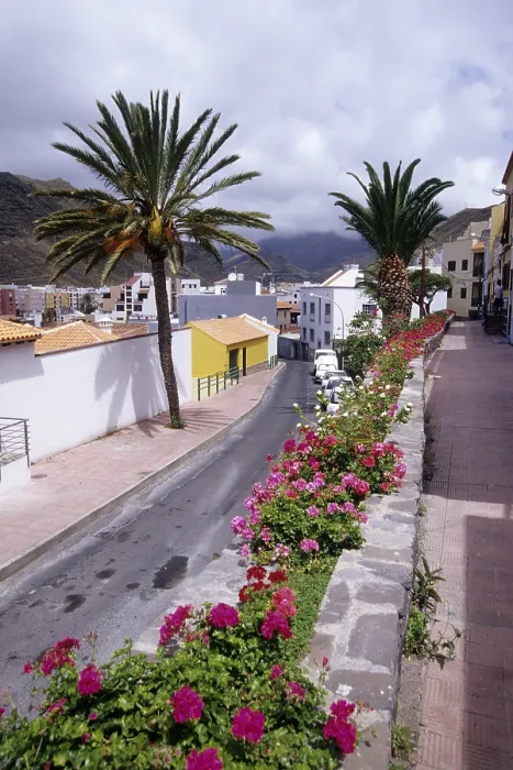 Framed Print : Street with palm trees and flowers Framed Print : Street with palm trees and flowers