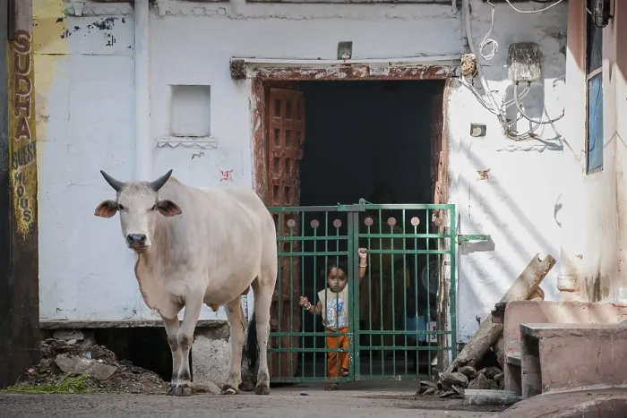 Framed Print : Street scene with sacred cow, Udaipur Framed Print : Street scene with sacred cow, Udaipur