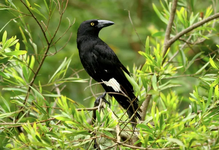 Framed Print : Strepera gracinula, Black Shrike Crow Framed Print : Strepera gracinula, Black Shrike Crow
