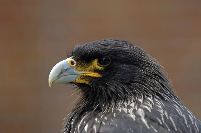 Framed Print : Striated Caracara (Phalcoboenus australis) Framed Print : Striated Caracara (Phalcoboenus australis)