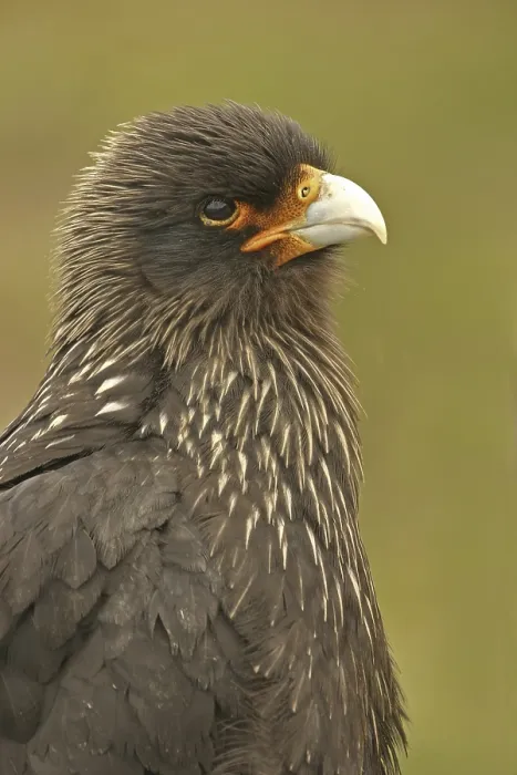 Framed Print : Striated Caracara (Phalcoboenus australis) Framed Print : Striated Caracara (Phalcoboenus australis)