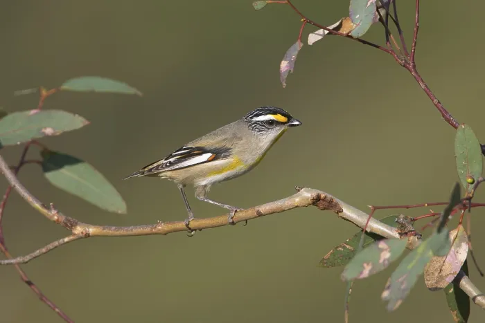Framed Print : Striated Pardalote (Pardalotus striatus substriatus)