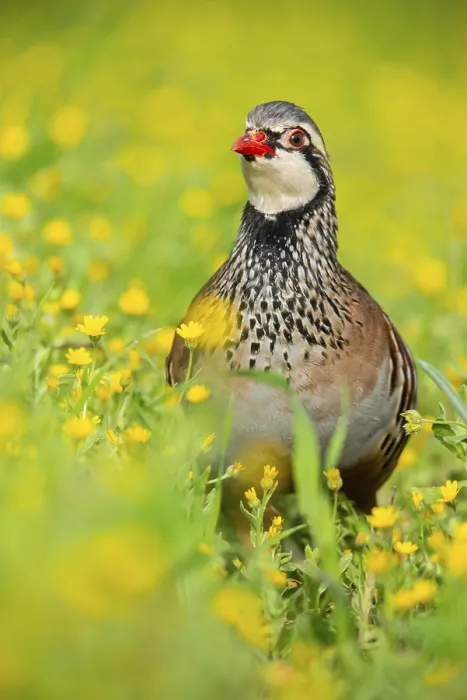 Framed Print : A striking red-legged partridge stands amidst a lush field of vibrant yellow wildflowers