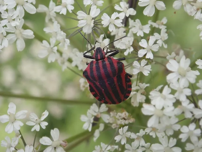 Framed Print : Stripe bug (Graphosoma italicum) with distinctive stripes on white flowers in a detailed close-up