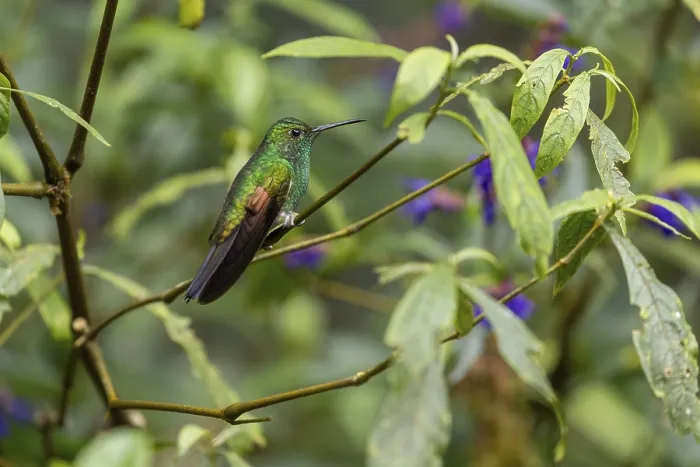 Framed Print : Stripe-tailed Hummingbird (Eupherusa eximia)