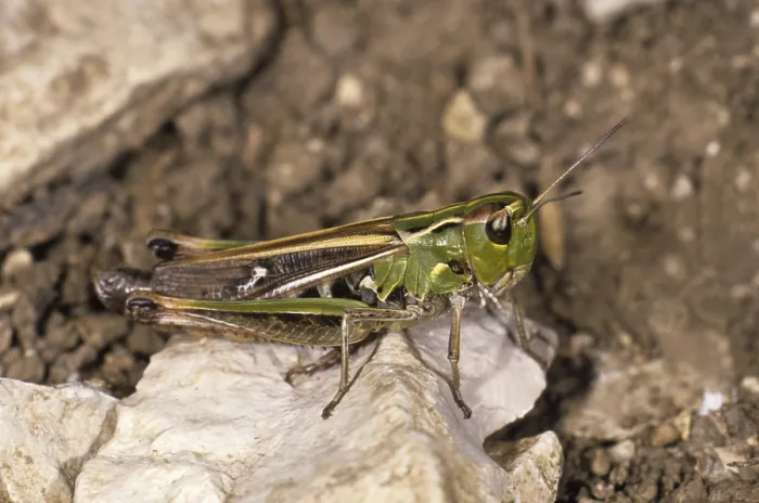 Framed Print : Stripe-winged Grasshopper (Stenobothrus lineatus) Framed Print : Stripe-winged Grasshopper (Stenobothrus lineatus)