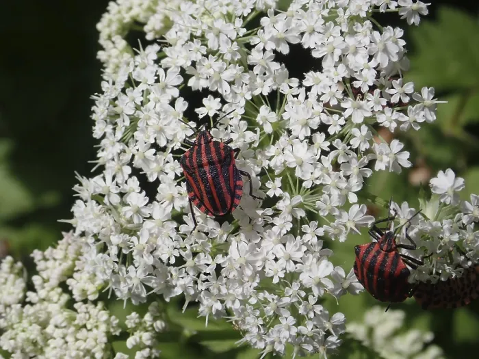 Framed Print : Two striped beetles, stripe bug (Graphosoma italicum) Framed Print : Two striped beetles, stripe bug (Graphosoma italicum)