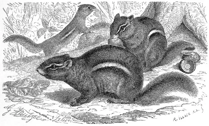 Framed Print : Striped chipmunk, also Eastern chipmunk (Tamias striatus) and hackee Framed Print : Striped chipmunk, also Eastern chipmunk (Tamias striatus) and hackee