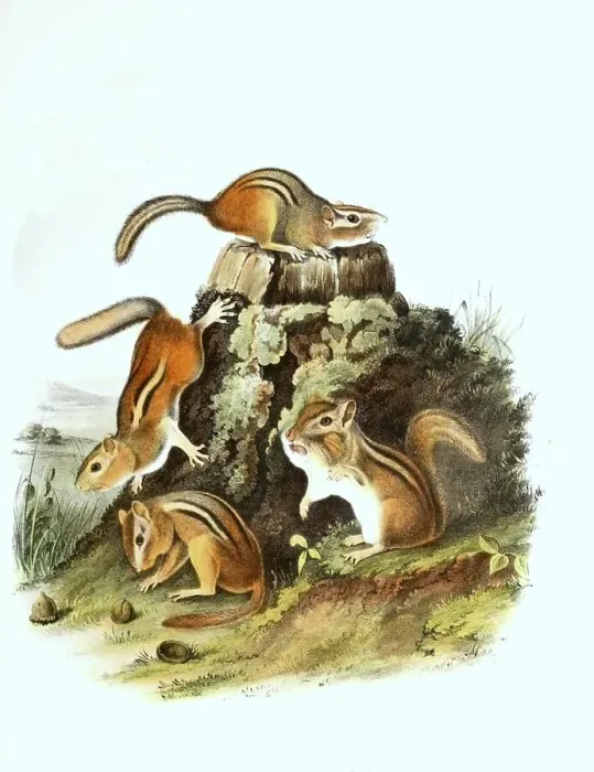 Framed Print : Striped chipmunk (Tamias) striatu