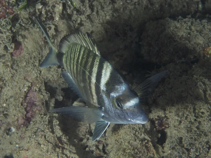 Framed Print : Striped fish, Pinniped (Diplodus puntazzo) Framed Print : Striped fish, Pinniped (Diplodus puntazzo)