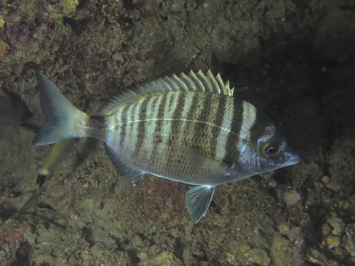 Framed Print : Striped fish, pointed bream (Diplodus puntazzo)