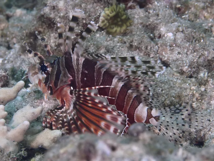 Framed Print : A striped fish, zebra lionfish (Dendrochirus zebra) Framed Print : A striped fish, zebra lionfish (Dendrochirus zebra)