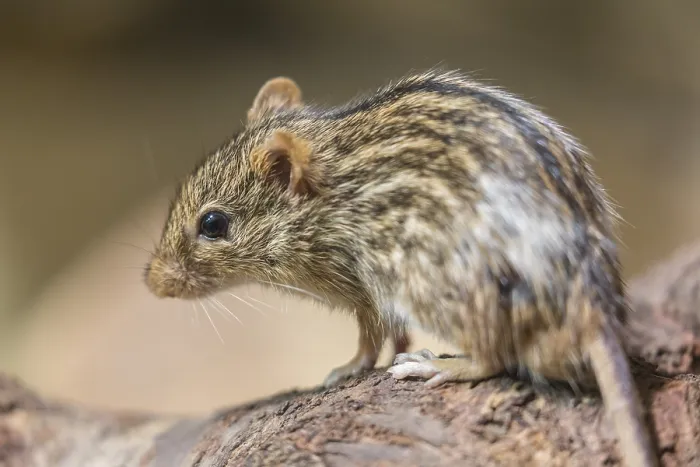 Framed Print : Striped Grass Mouse, Lemniscomys barbarus Framed Print : Striped Grass Mouse, Lemniscomys barbarus