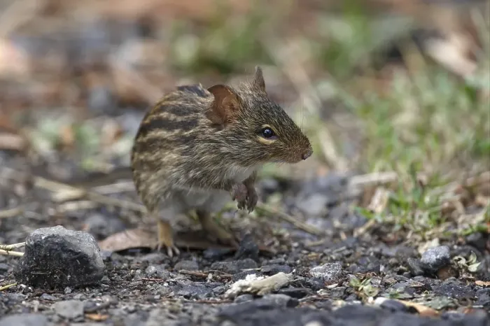 Framed Print : Striped Grass Mouse (Lemniscomys sp)