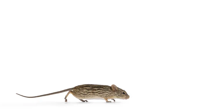 Framed Print : Striped grass mouse running from left to right in a hurry Framed Print : Striped grass mouse running from left to right in a hurry