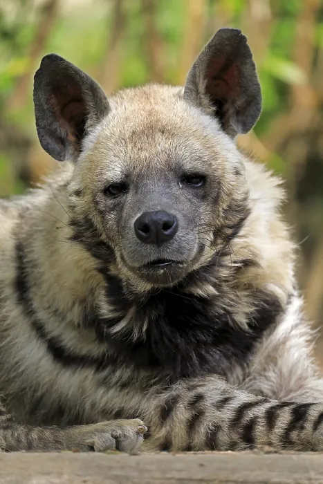 Framed Print : Striped hyena (Hyaena hyaena), adult