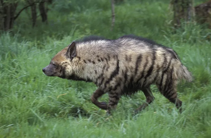 Framed Print : Striped Hyena (hyaena hyaena), Adult walking on Grass