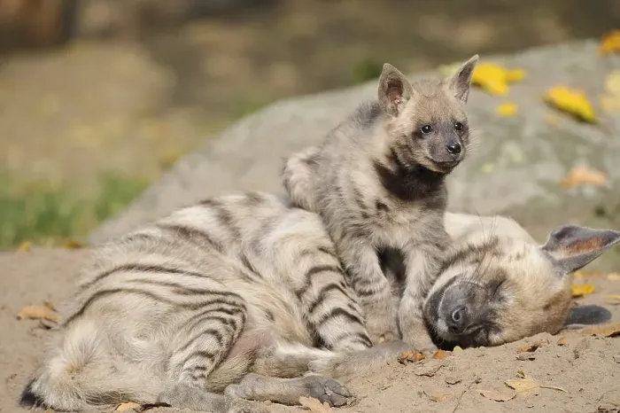 Framed Print : Striped Hyena (Hyaena hyaena), with young animal Framed Print : Striped Hyena (Hyaena hyaena), with young animal