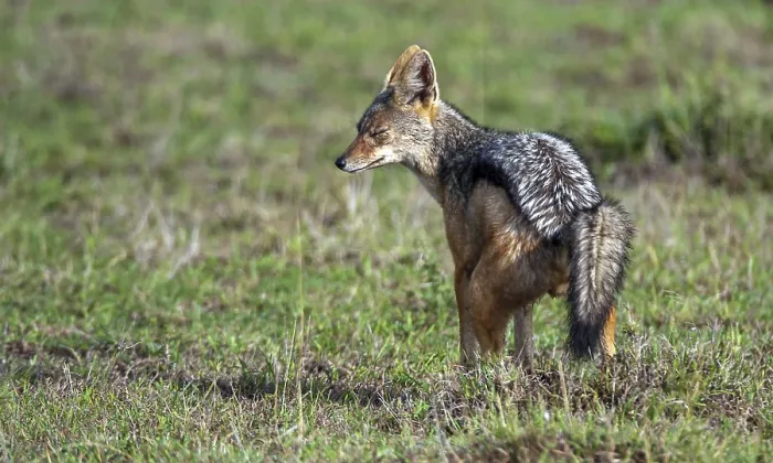 Framed Print : Striped jackal (Canis adustus), South Africa