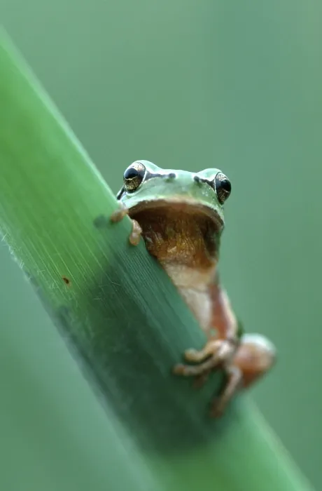 Framed Print : Striped mediterranean tree frog (Hyla meridionalis) Framed Print : Striped mediterranean tree frog (Hyla meridionalis)