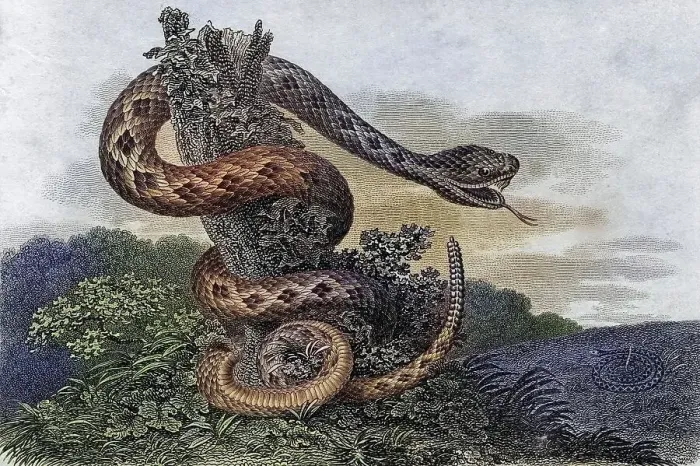 Framed Print : Striped Rattlesnake Crotalus Durissus From a 17th century print Framed Print : Striped Rattlesnake Crotalus Durissus From a 17th century print