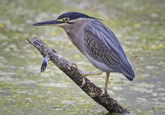 Framed Print : Striped striated heron (Butorides striata) adult Framed Print : Striped striated heron (Butorides striata) adult