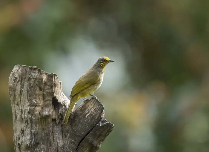 Framed Print : Striped-throated bulbul (Pycnonotus finlaysoni) Framed Print : Striped-throated bulbul (Pycnonotus finlaysoni)