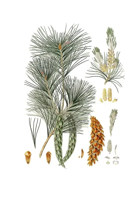 Framed Print : Strobe, Pinus strobus, also Weymouth pine, Weymouth pine, digitally improved reproduction of an original by Aylmer Bourke Lambert (1761 - 1842), English botanist, published around 1810