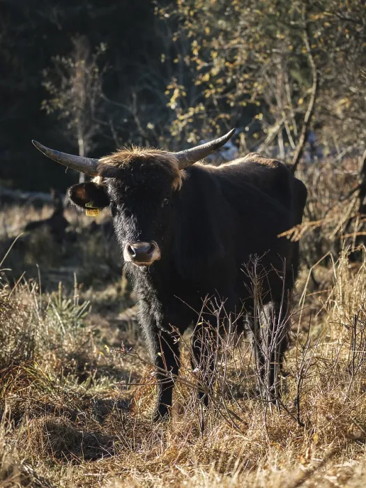 Framed Print : A strong black bull with horns stands in a forest flooded with sunlight Framed Print : A strong black bull with horns stands in a forest flooded with sunlight