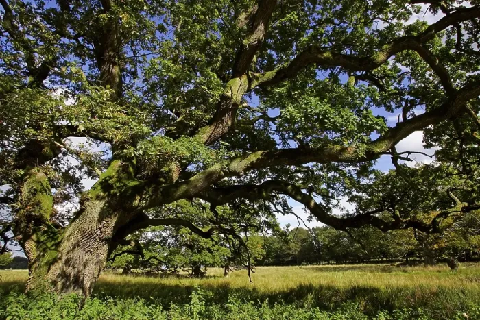 Framed Print : Very strong and old english oak - pedunculate oak (Quercus robur)