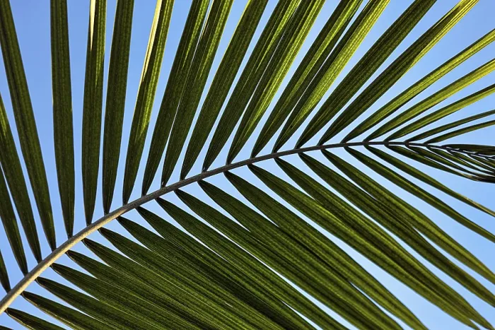Framed Print : Structure of a palm frond, close-up Framed Print : Structure of a palm frond, close-up