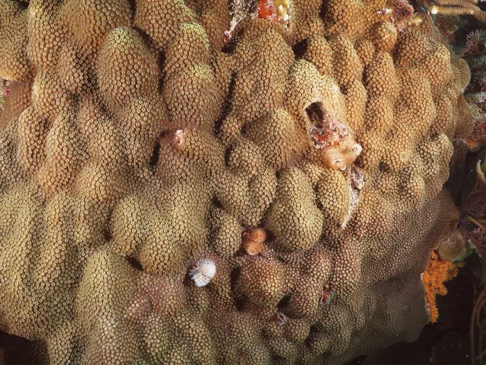 Framed Print : Structured coral formation of Mountain Star Coral (Orbicella faveolata) shows marine biodiversity at close range