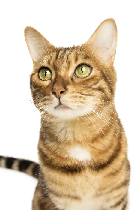 Framed Print : Studio shooting of Bengal cats