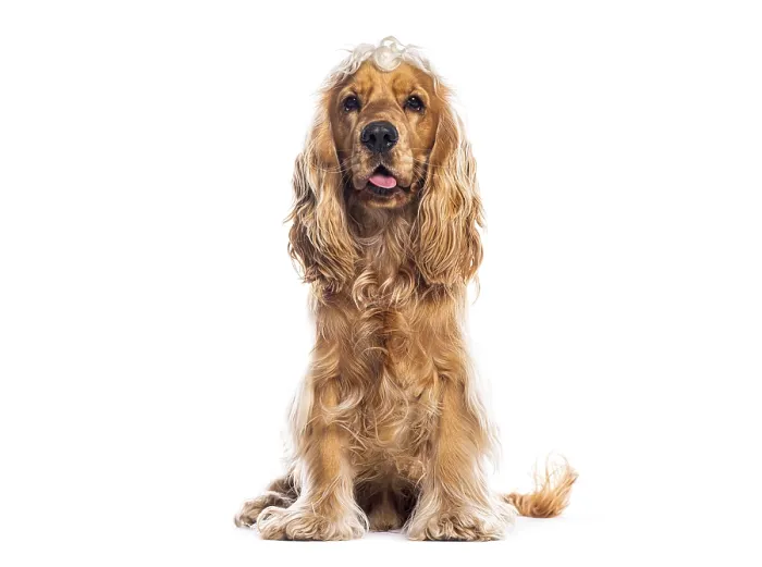 Framed Print : Studio shot of adorable english cocker spaniel sitting on white background