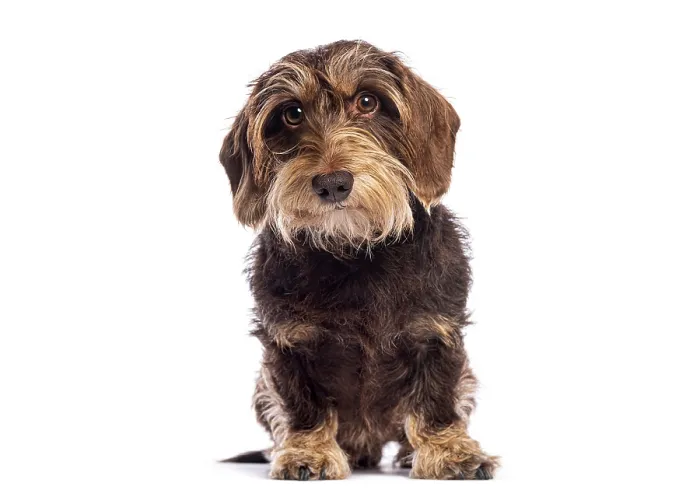 Framed Print : Studio shot of adorable wire haired dachshund sitting on white background