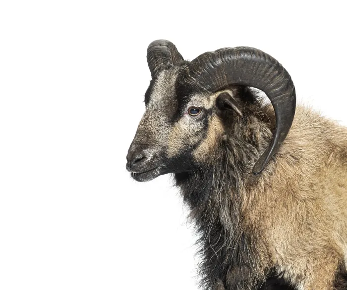 Framed Print : Studio shot of a cameroon sheep looking sideways against a white background