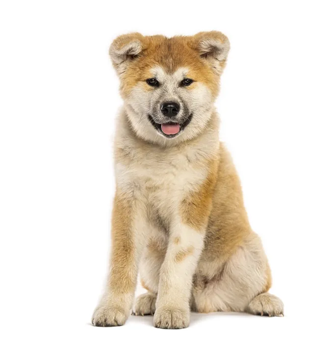 Framed Print : Studio shot of a cute akita inu puppy sitting and panting against a white backdrop