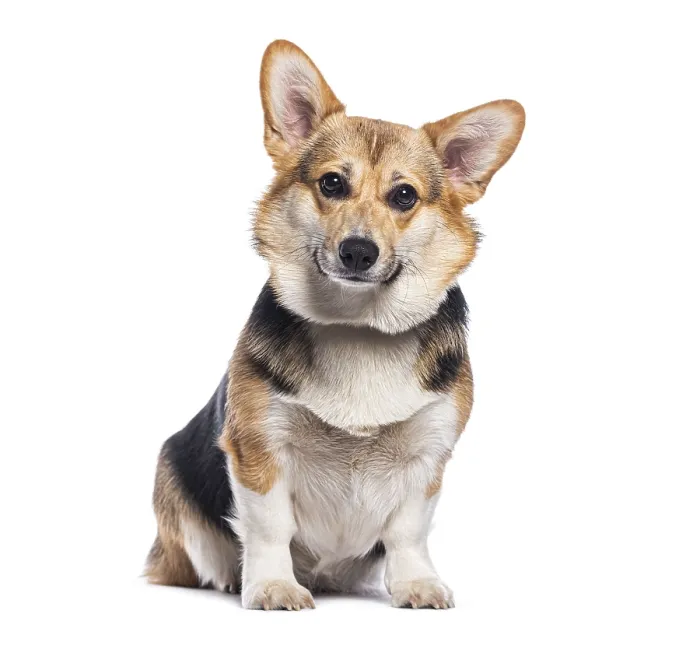 Framed Print : Studio shot of cute welsh corgi pembroke sitting and posing on white background