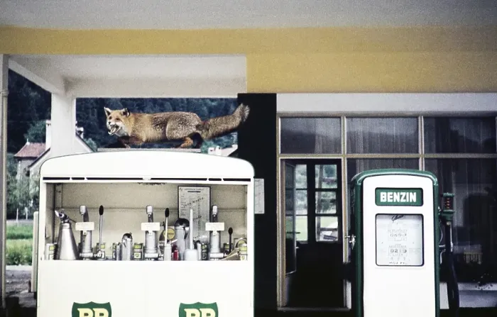 Framed Print : Stuffed fox on BP petrol pump at petrol station, Landeck, Tyrol, Austria, Europe 1960, Europe Framed Print : Stuffed fox on BP petrol pump at petrol station, Landeck, Tyrol, Austria, Europe 1960, Europe