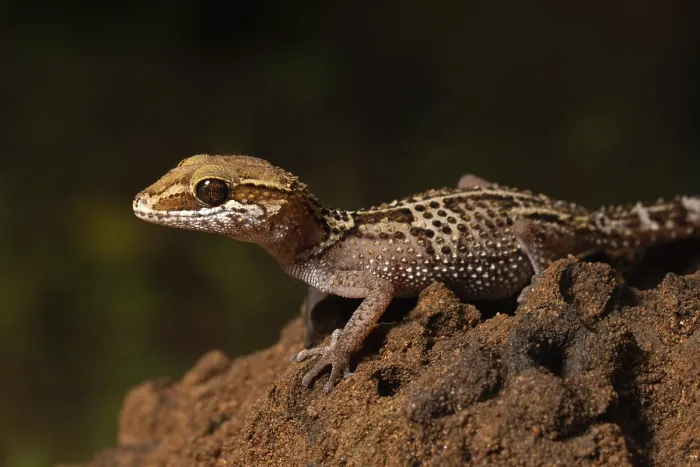Framed Print : Stumpff's ground gecko (Paroedura stumpffi)