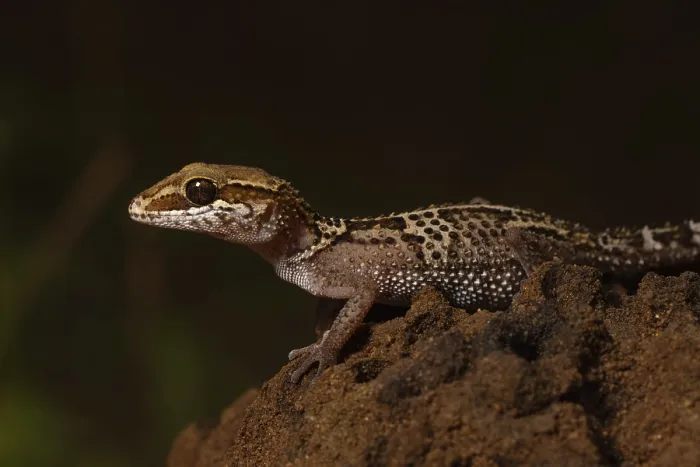 Framed Print : Stumpff's ground gecko (Paroedura stumpffi)