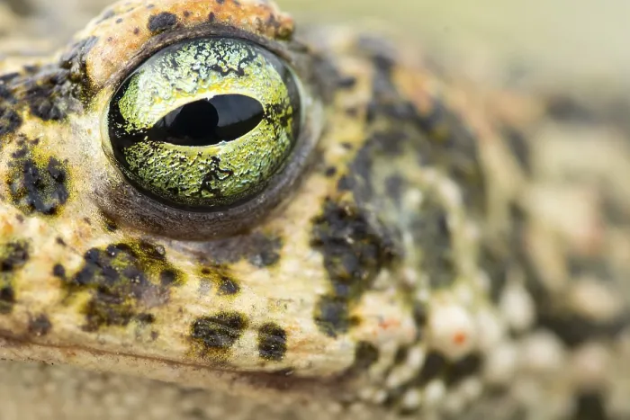 Framed Print : A stunning close-up of a natterjack toad's eye showcases its intricate patterns Framed Print : A stunning close-up of a natterjack toad's eye showcases its intricate patterns
