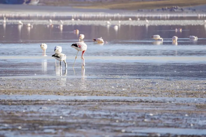Framed Print : A stunning view of flamingos wading in the serene waters of Laguna Grande in Catamarca