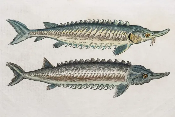 Framed Print : Sturgeons (Acipenseridae), hand-coloured woodcut by Pietro Andrea Mattioli